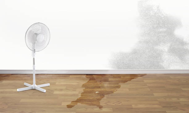 Best Professional water damage repair  in Ferriday, LA